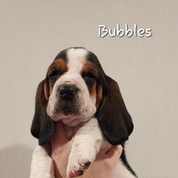 Basset Hound Puppies from Twin Creek Acres
