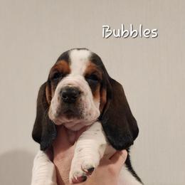 Basset Hound Puppies from Twin Creek Acres