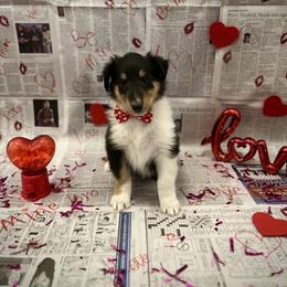 Johnathan - Black white and tan male Collie puppy in Chilhowie, Virginia from Jolly Collies