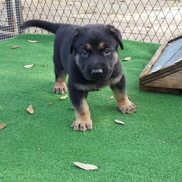 German Shepherd Puppies from Grendelhaus Shepherds