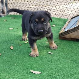 German Shepherd Puppies from Grendelhaus Shepherds