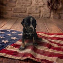 Girl 10 - female Catahoula Leopard Dog puppy in Greenwood, Delaware from OpenGate Catahoulas