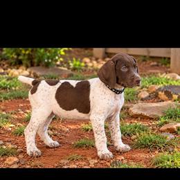 Black boy - Liver and white male German Shorthaired Pointer puppy in Dahlonega, Georgia from Pointer Mountain Bird Dogs