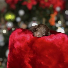 Faith - Chocolate male Goldendoodle puppy in Miami, Florida from Milk Drunk Doodles And Poodles