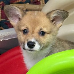 Sienna- beautiful red and white girl - Red female Pembroke Welsh Corgi puppy in Taylorsville, North Carolina from Mill Creek’s Pembroke Welsh Corgis and French Bulldogs