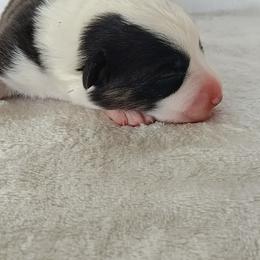 Boy 3 - Black and white male Cardigan Welsh Corgi puppy in Huntington Beach, California from Lucky Puppies