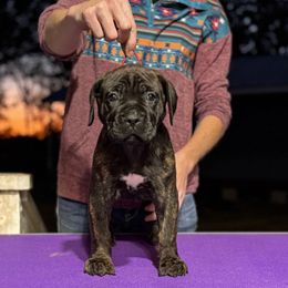 Red - Black brindle female Cane Corso puppy in Paris, Texas from Knucklehead Cane Corso