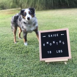 Miniature Australian Shepherd and Toy Australian Shepherd All Grown Up from Rolling Ridge Farms