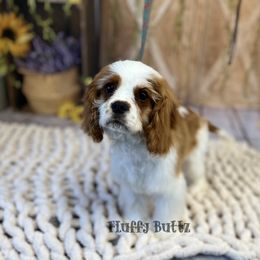 Cavalier King Charles Spaniel, Golden Retriever, and Poodle Puppies from Fluffy Buttz