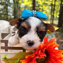 Bowie - Black tan and white male Biewer Terrier puppy in Winslow, Arkansas from Morning Glory Puppies