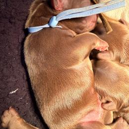 Blue collar - Liver male French Bulldog puppy in Jefferson City, Missouri from Central Frenchie Haven