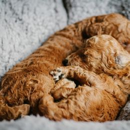 Goldendoodle Puppies from Thompson's Doodle Co.