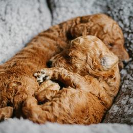 Goldendoodle Puppies from Thompson's Doodle Co.