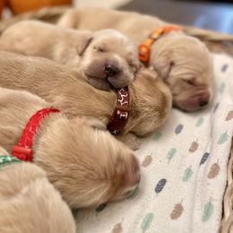 6th Pick Male - Golden male Golden Retriever puppy in Ohatchee, Alabama from The Golden Life