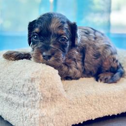 Rainy - Merle female Cockapoo puppy in Palm Beach County, Florida from Benji’s Cockapoos