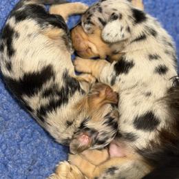 Dachshund Puppies from Schuster Haus