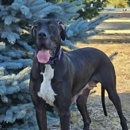 Great Dane puppies from Red Cloud Australian Shepherds and DeGray Great Danes & Bulldogs