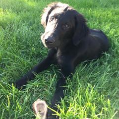 Flat-Coated Retriever Puppies from Beacon's Flat-Coated Retrievers