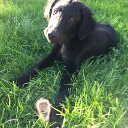 Flat-Coated Retriever Puppies from Beacon's Flat-Coated Retrievers