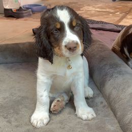 English Springer Spaniel Puppies from Desert Shadow Springers