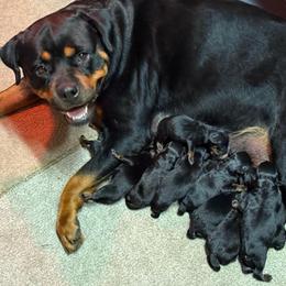 Girl 3 - Black and mahogany female Rottweiler puppy in Newfoundland, Pennsylvania from Poconopaws
