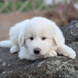 Girl 2 Purple - White female Great Pyrenees puppy in Yakima, Washington from Naches Heights Ranch