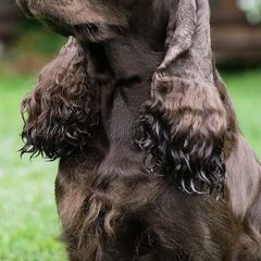 Field Spaniels from Kaleidoscope Field Spaniels