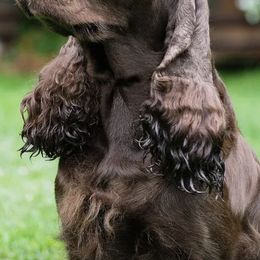 Field Spaniels from Kaleidoscope Field Spaniels