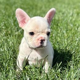 Porky - Cream male French Bulldog puppy in Greeley, Colorado from Mandy Moon French Bulldogs