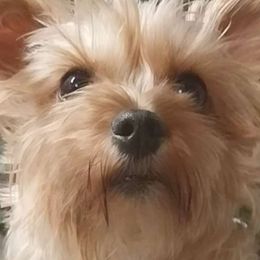 Riley - Yorkshire Terrier