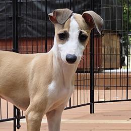 Magic - Red male Italian Greyhound puppy in Greenville, South Carolina from Alura Italian Greyhounds