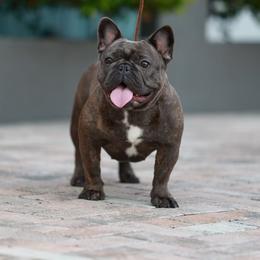 Sansa - French Bulldog
