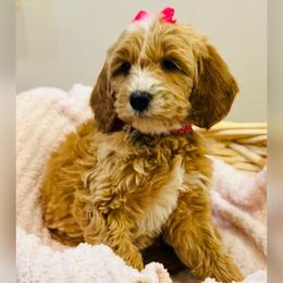Chow Chow, Goldendoodle, and Poodle Puppies from Regal Canine Creations