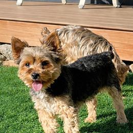 Dollie - Yorkshire Terrier