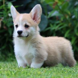 Bijou - Red female Pembroke Welsh Corgi puppy in Pollock, Missouri from Northstar
