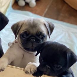 Pugs from Butler Pugs and Frenchies