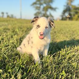 Sage - Blue merle female Border Collie puppy in Owenton, Kentucky from Three16 Ranch
