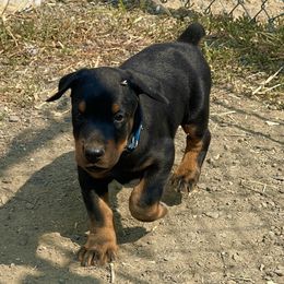 Boy 2 - male Doberman Pinscher puppy in Cheney, Washington from European Dobermans by Diana