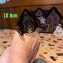 Lil Boo - Black and tan male Cavalier King Charles Spaniel puppy in Broken Arrow, Oklahoma from Cavalier King Charles Heartland