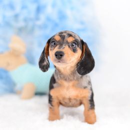 Dachshund Puppies from Tinker Toy Doxies