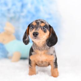 Dachshund Puppies from Tinker Toy Doxies