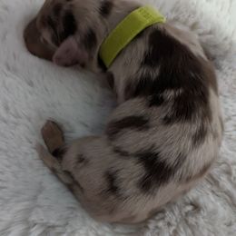 Boy 1 - Chocolate and tan Dachshund puppy in Homosassa, Florida from Foxies Doxies