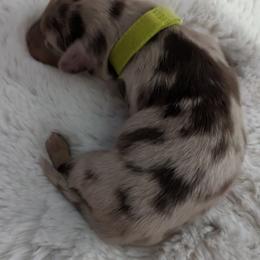 Boy 1 - Chocolate and tan Dachshund puppy in Homosassa, Florida from Foxies Doxies