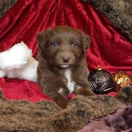 Australian Shepherd Puppies from AussieLand Shepherds