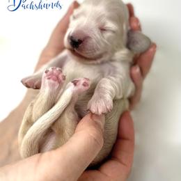 Dachshund Puppies from Legacy Lane Dachshunds