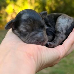 Gomez - Blue merle male Aussiedoodle puppy in Mulino, Oregon from Korbella Farm