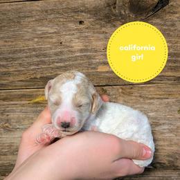 California - Cream female Goldendoodle puppy in Cambridge, Minnesota from Country Meadow Doodles
