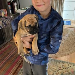 Bullmastiff Puppies from Black Mountain Bullmastiffs