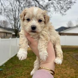 Yoda - Cream male Maltipoo puppy in Morehead, Kentucky from Paw Perfect Pets
