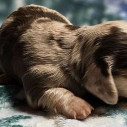 Girl 1 - Dapple Dachshund puppy in Ethel, Washington from Mickey's Miracle Doxies